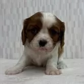 キャバリア【千葉県・女の子・2025年10月22日・ブレンハイム】の写真2