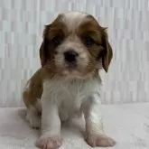 キャバリア【千葉県・女の子・2025年10月22日・ブレンハイム】の写真2