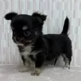 チワワ(ロング)【千葉県・男の子・2025年8月30日・ブラックタン&ホワイト】の写真5