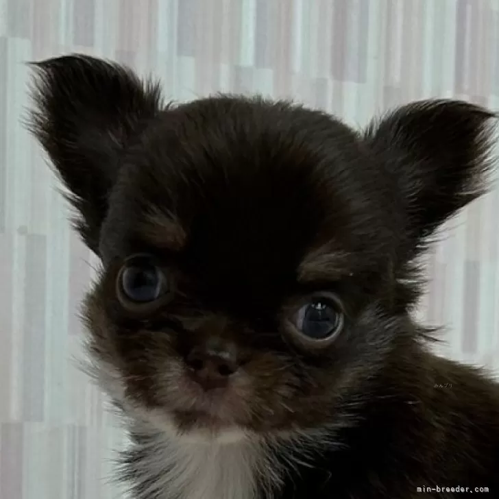 ID：2408-06686の子犬