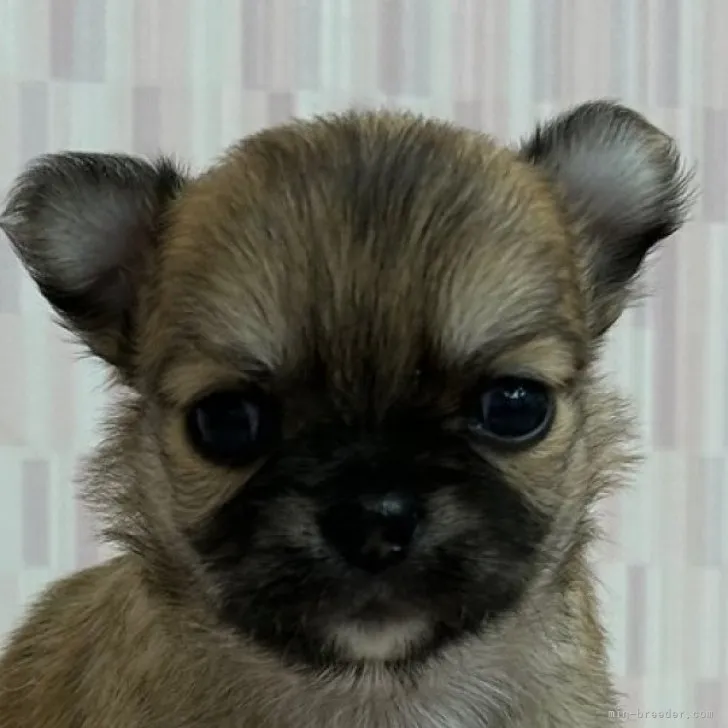 ID：2311-04098の子犬