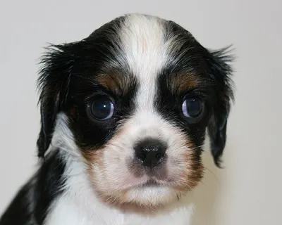 ID：1607-01099の子犬