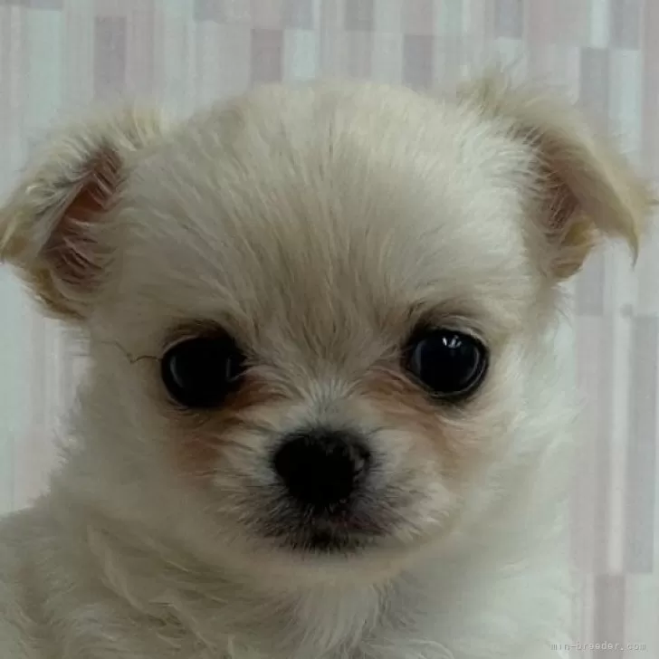 ID:2408-06694の子犬