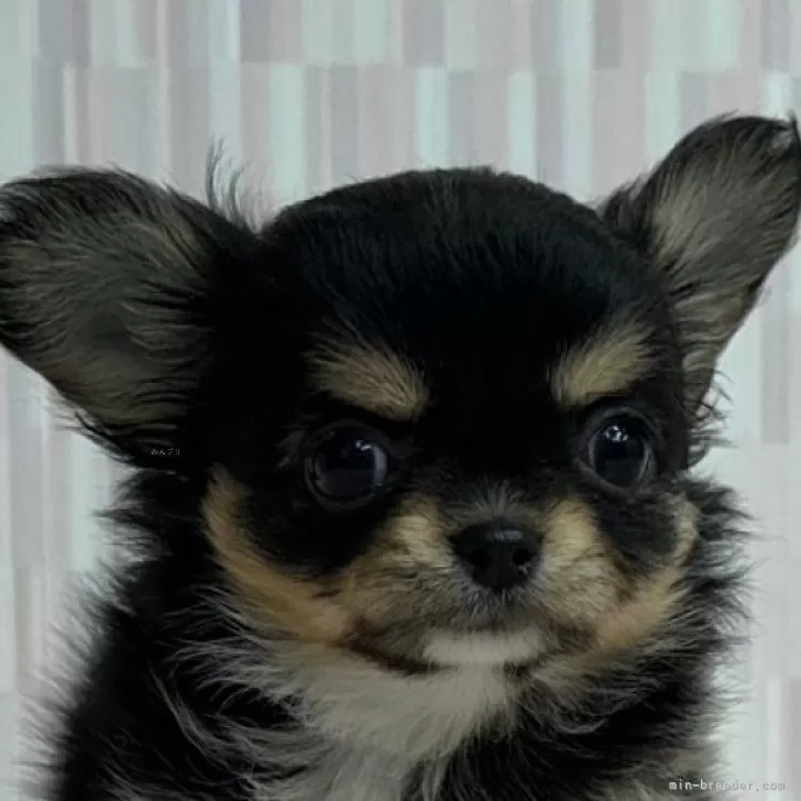 ID：2312-00605の子犬