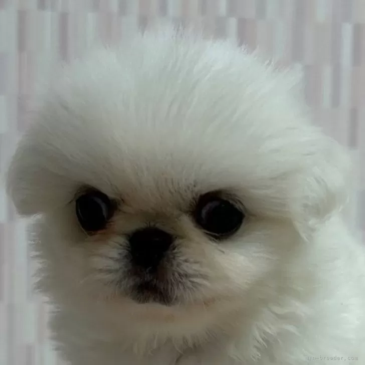 ID：2408-05093の子犬