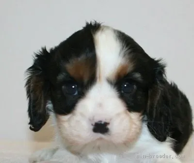 ID：2004-02452の子犬