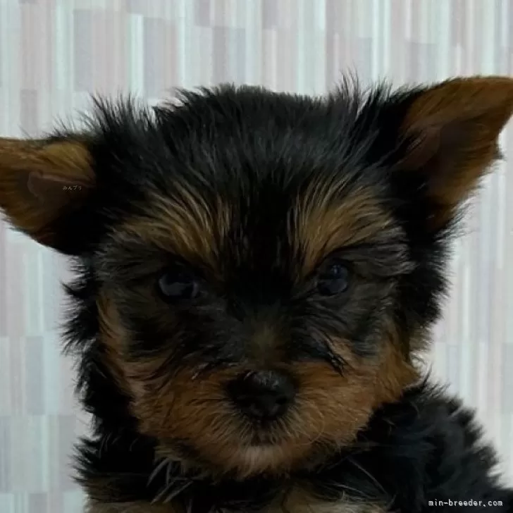 ID:2406-00461の子犬