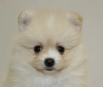 ID：1707-01020の子犬