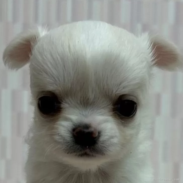 ID：2404-00202の子犬