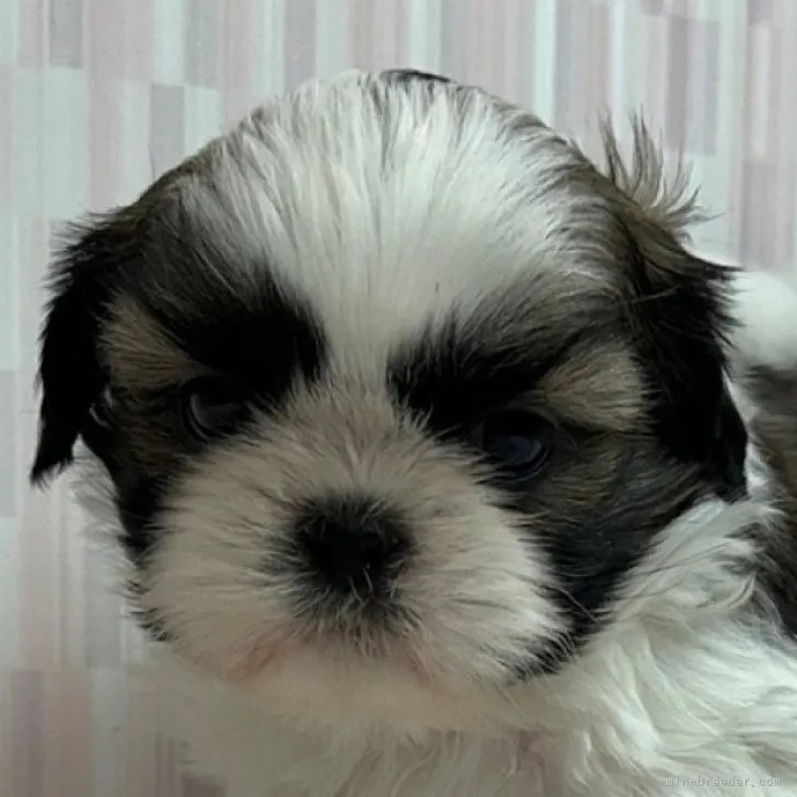 ID:2311-04532の子犬