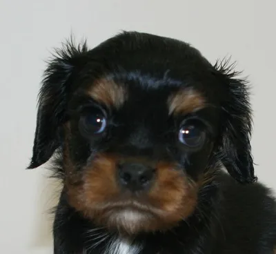 ID：1607-01098の子犬