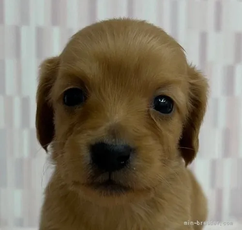 ID:2201-01002の子犬