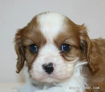 ID：1903-02864の子犬