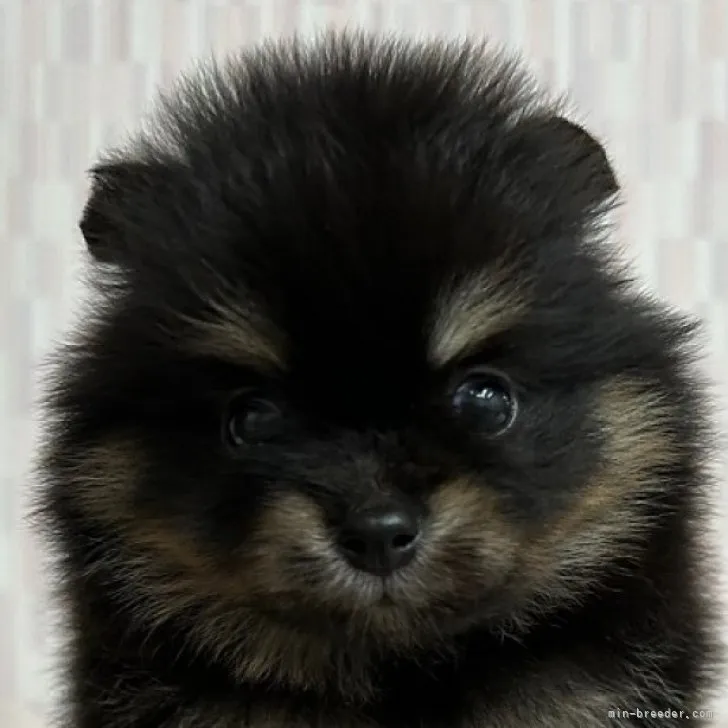 ID:2307-02722の子犬