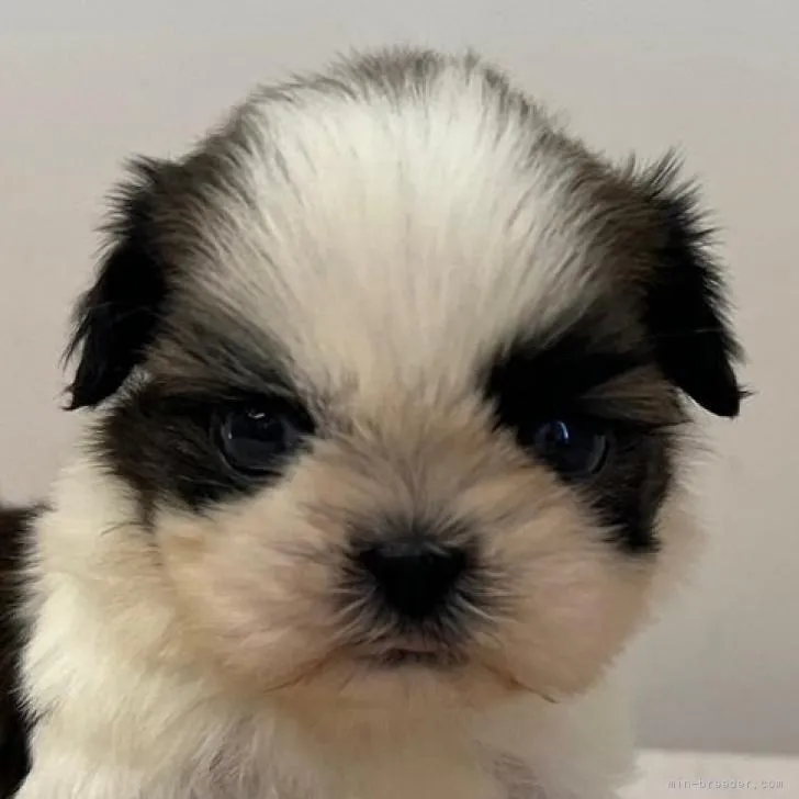 ＲＳ 様のお迎えした子犬