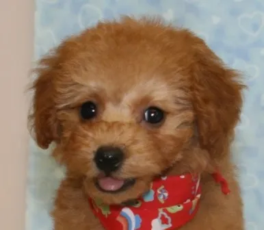 ID：1408-01161の子犬