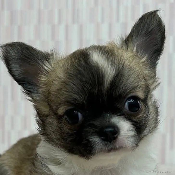 ムーミン 様のお迎えした子犬