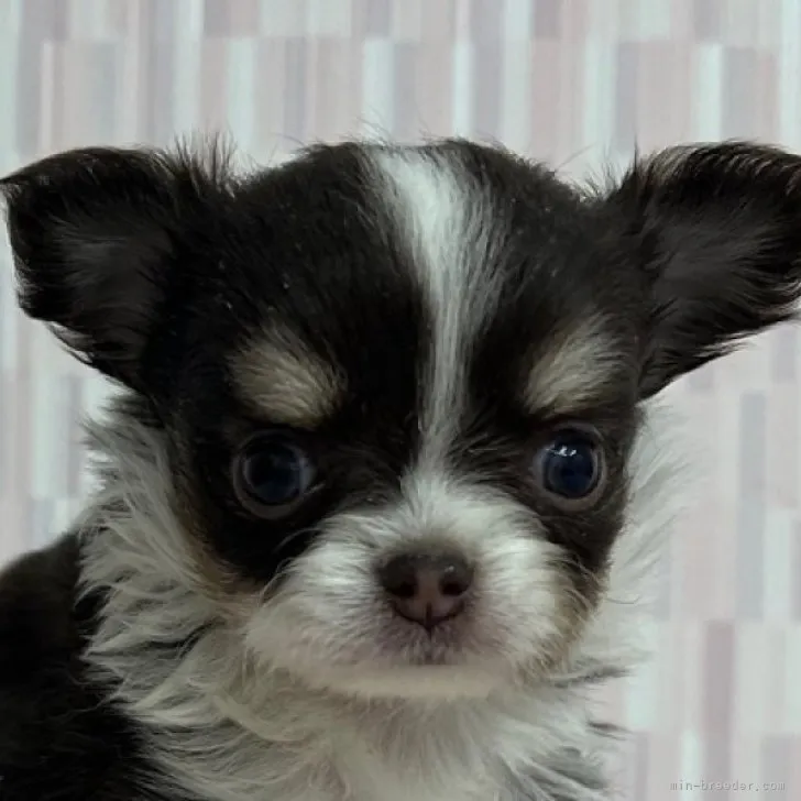 ID:2301-01411の子犬