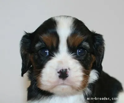 ID：2004-02212の子犬