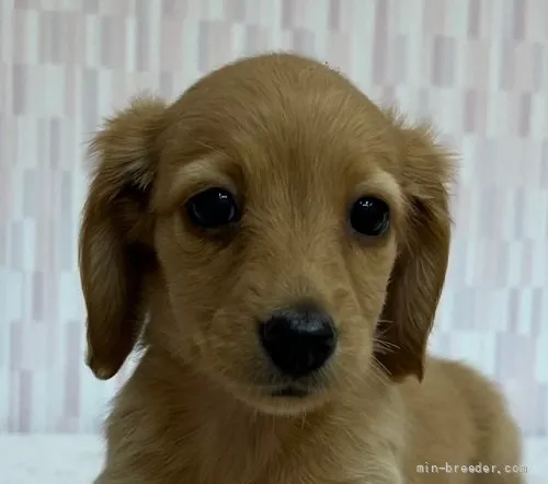 みーちゃん 様のお迎えした子犬
