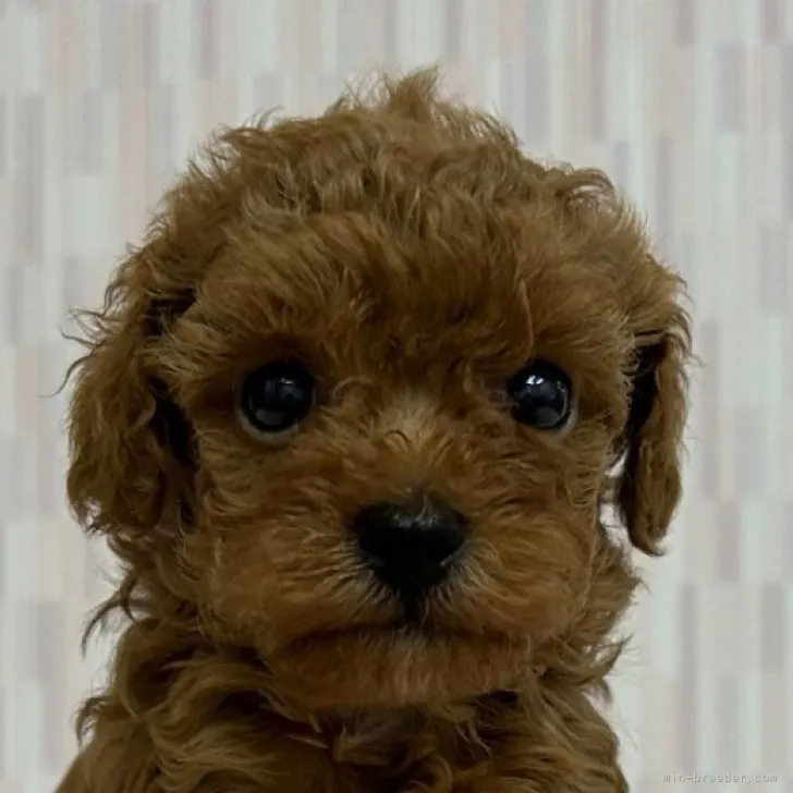 ID：2306-02217の子犬