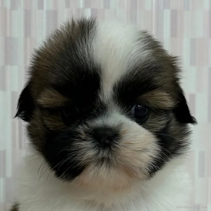 ID:2309-06618の子犬