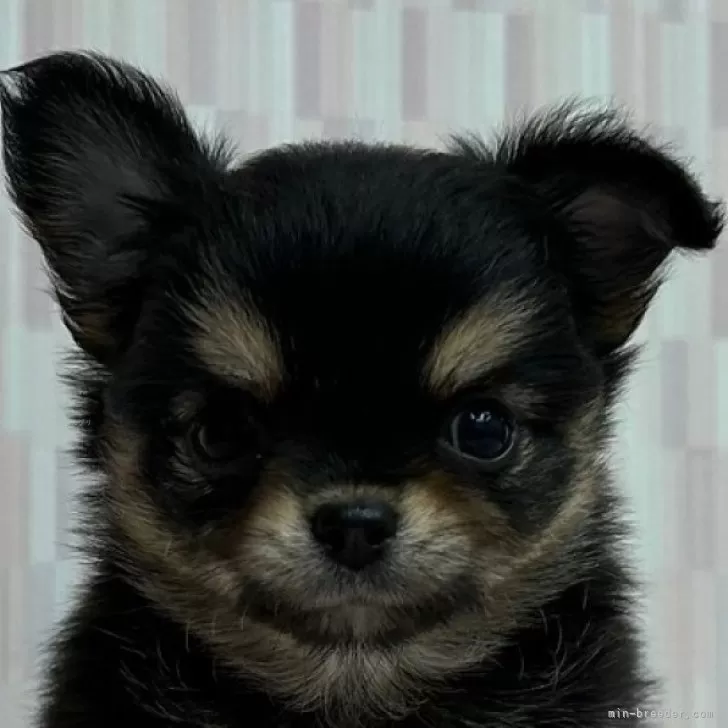 ID：2408-05364の子犬