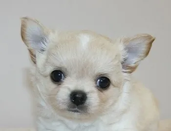 ID：1909-01895の子犬