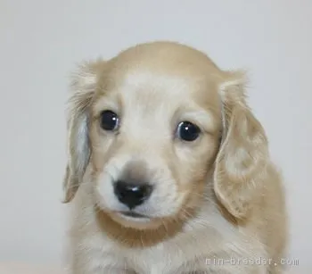 さくら 様のお迎えした子犬