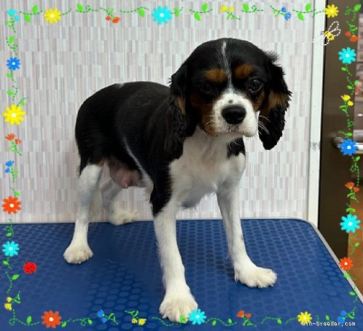 キャバリア【・女の子・2021年7月23日・トライ】