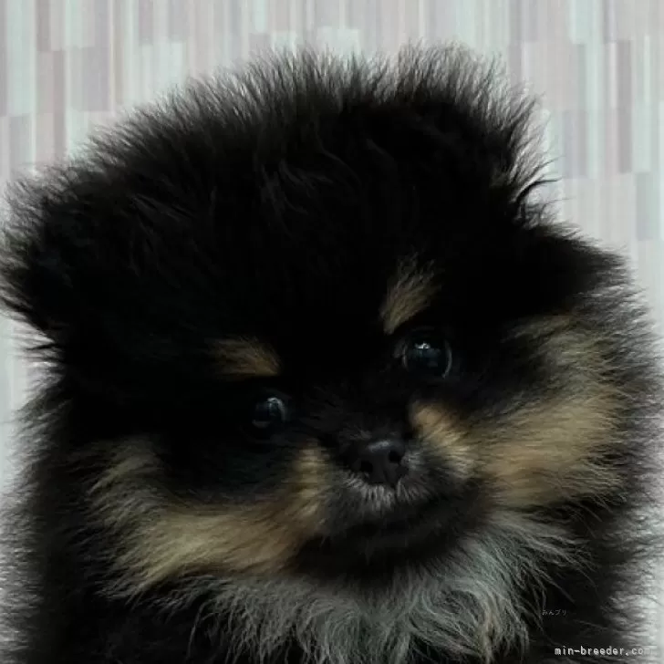 ID：2407-01420の子犬