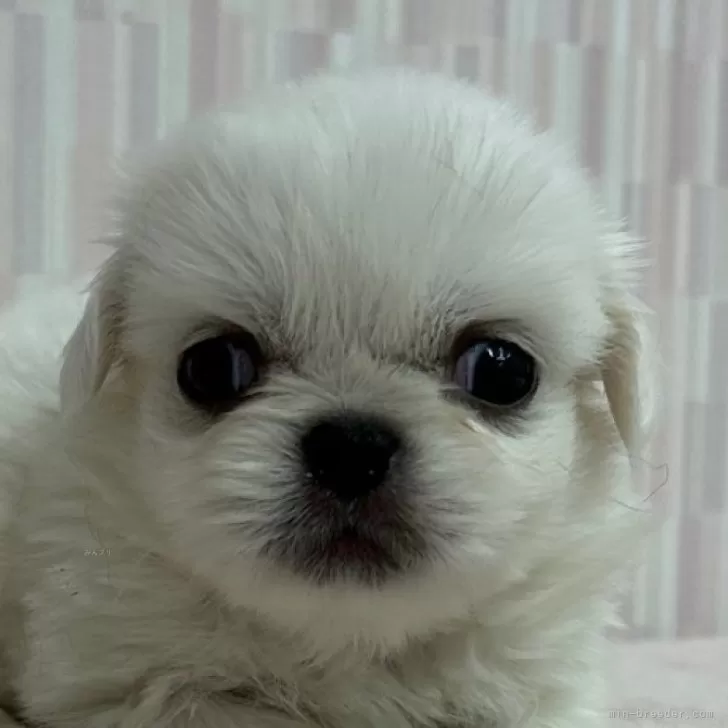 ID:2408-03032の子犬