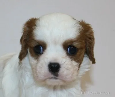 ID：2002-02627の子犬