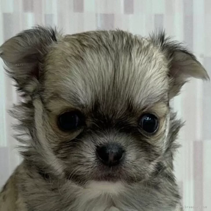 ID:2402-04126の子犬