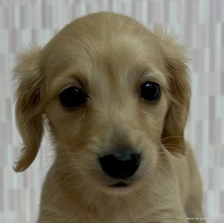 ID：2210-00745の子犬