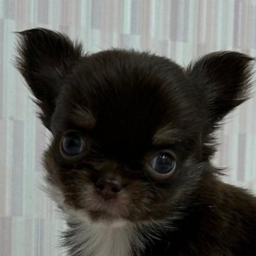 チワワ(ロング)【千葉県・女の子・2024年7月15日・チョコレート&タン】の写真「オチビなチョコタンちゃんです！」