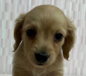 ミニチュアダックスフンド(ロング)【千葉県・男の子・2021年12月12日・イエロー】の写真「一番人気のカラーです！」