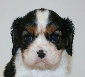 キャバリア【千葉県・女の子・2019年9月18日・トライ】の写真「トライカラーの女の子‼︎」