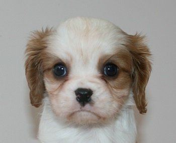 キャバリア【千葉県・男の子・2018年12月23日・ブレンハイム】の写真「優しいお顔の男の子‼︎」