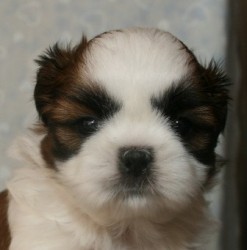 シーズー【千葉県・男の子・2014年3月25日・ゴールド&ホワイト】の写真「パパはJKCチャンピオン！」