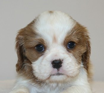 キャバリア【千葉県・女の子・2019年5月14日・ブレンハイム】の写真「お乳たくさん飲んでます！」