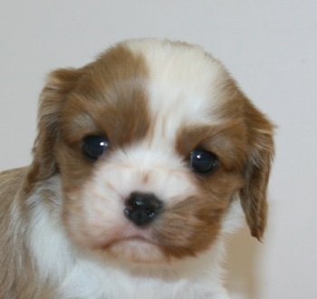 キャバリア【千葉県・女の子・2018年12月23日・ブレンハイム】の写真「可愛い目の女の子！」