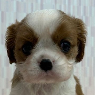 キャバリア【千葉県・男の子・2024年3月19日・ブレンハイム】の写真「優しいお顔の男の子！」