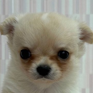 チワワ(ロング)【千葉県・男の子・2024年6月19日・クリーム&ホワイト】の写真「人気のカラーの男の子です！」