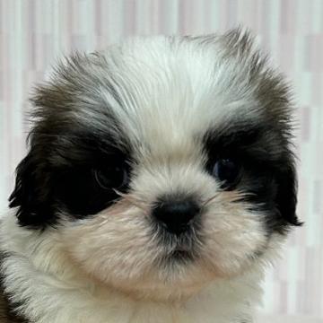 シーズー【千葉県・男の子・2022年8月10日・ゴールド&ホワイト】の写真「綺麗なカラーの男の子です！」