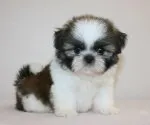 シーズー【千葉県・女の子・2019年6月24日・ゴールド&ホワイト】の写真2
