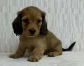 カニンヘンダックスフンド(ロング)【千葉県・男の子・2024年7月29日・レッド】の写真3