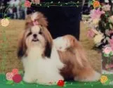 シーズー【千葉県・女の子・2019年6月24日・ゴールド&ホワイト】の写真5「JKCチャンピオンのパパです。」