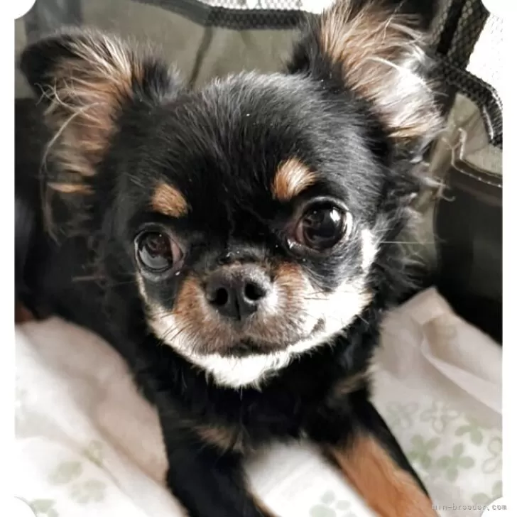 チワワ(ロング)【埼玉県・男の子・2025年5月12日・ブラックタン】の写真1