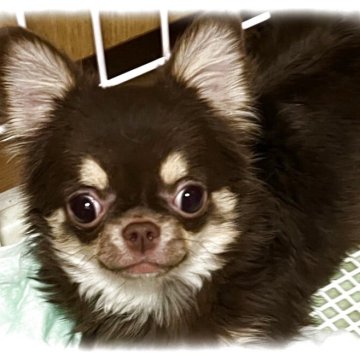 チワワ(ロング)【埼玉県・女の子・2025年5月12日・チョコタン】の写真「小ぶりのお嬢様( ◠‿◠ )　父チャンピオンです」